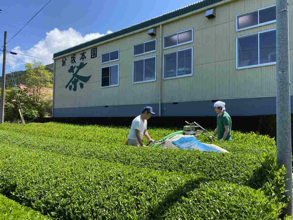 【送料無料】川根自家用煎茶 1㎏ 山あい育ちの奥川根産地直送