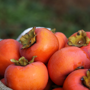 冷蔵大玉富有柿 贈答用　ふくおかエコ農産物で安全栽培。