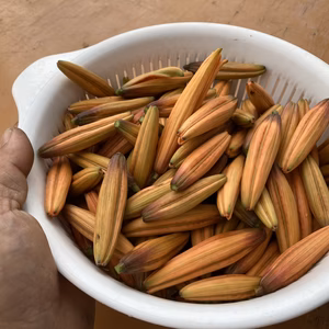 期間限定 ゆり根の蕾の金針菜さん(生)【栽培期間 肥料・農薬・たい肥不使用】