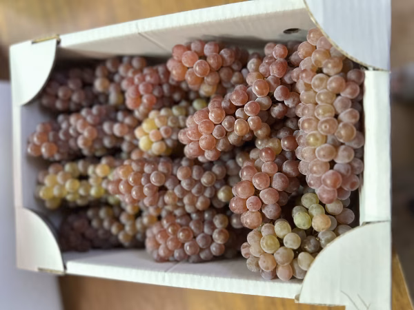 【糖度18〜23・訳あり売り尽くし】色が薄い路地デラウェア2kg箱