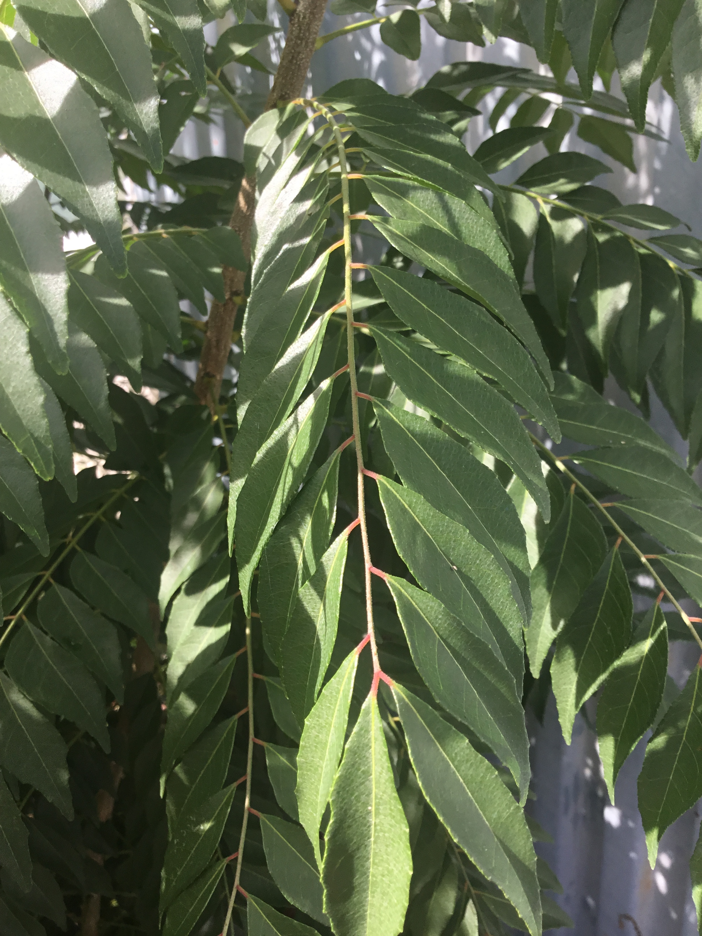 フレッシュカレーリーフ50g (高知産・農薬不使用)｜カレーリーフの商品