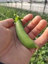 [クール便対応][ギフト対応]【スナップエンドウ】約1kg 甘い！豊橋産