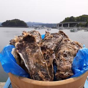 三陸直送！殻付き牡蠣Lサイズ12個生食用専用ナイフ片手軍手付き！