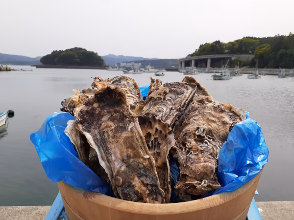 三陸直送！殻付き牡蠣Lサイズ12個生食用専用ナイフ片手軍手付き！