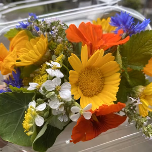 無農薬無肥料のエディブルフラワー【自然栽培】