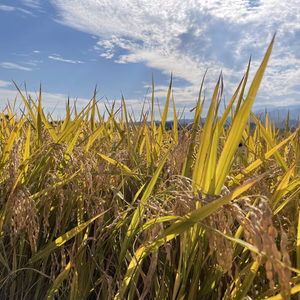 農家直送　令和7年産はえぬき白米　山形県産
