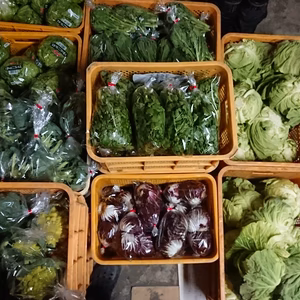 コロナに負けるな！南房総の恵み冬野菜セット。