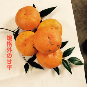 規格外の甘平　かんぺい　★プリプリ食感★箱込4kg 