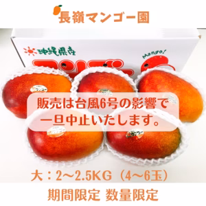 【送料無料】沖縄県産　完熟マンゴー　アップルマンゴー