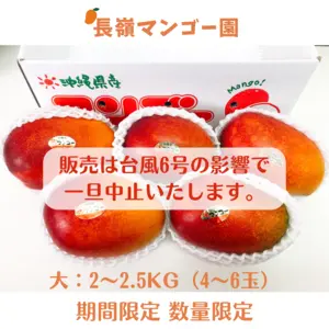 【送料無料】沖縄県産　完熟マンゴー　アップルマンゴー
