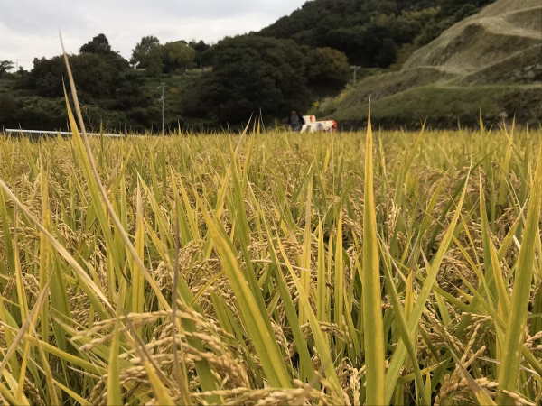【20年産】棚田のヘアリーベッチ米（精米）