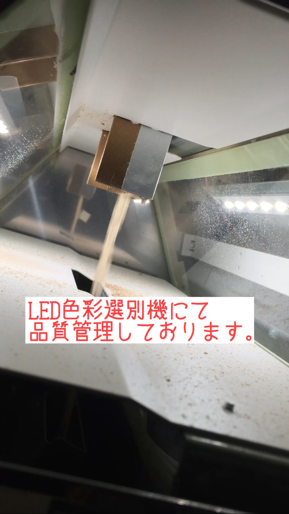 令和4年10月【贈答用】こころん玄米7分搗き（2kg）+玄米茶1袋