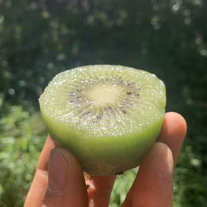 おまけ&レシピ付き！熟すと甘〜いグリーンキウイ！みつばちキウイ®中玉＋甘夏