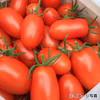 沖縄産リコピンセットS（無農薬ミニトマト）