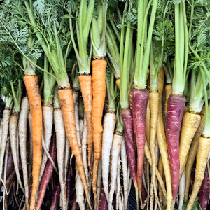 信州産(色大きさ無選別)葉っぱメインのミニカラー人参