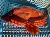 超レアサイズ超特大アカハタ　１匹で1.5k(刺し網もの)