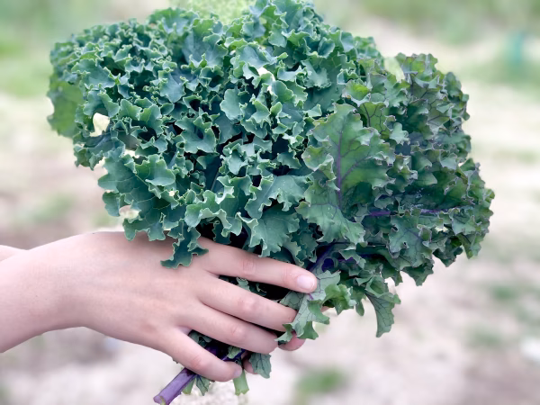 苦くない！そのまま食べれるサラダケール
