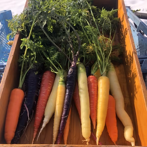 雪下の赤、オレンジ、黄色、白色、黒人参セット