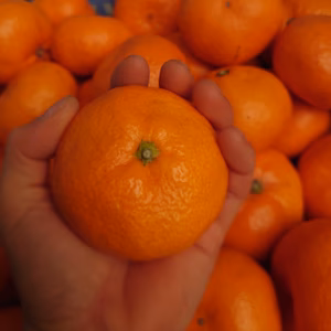 【長崎県産】大玉みかん