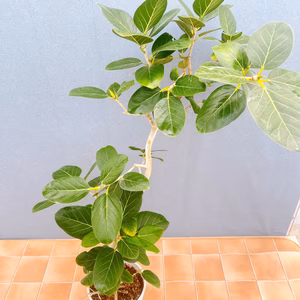 【在庫販売】　フィカス　ゴムの木　ベンガレンシス　曲がり　インテリアグリーン