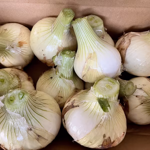 ベリ様専用新玉ねぎ