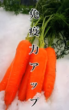 見てワクワク食べてhappy！カラフル人参！