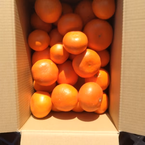 希少☆越冬完熟☆柑橘☆みはや☆