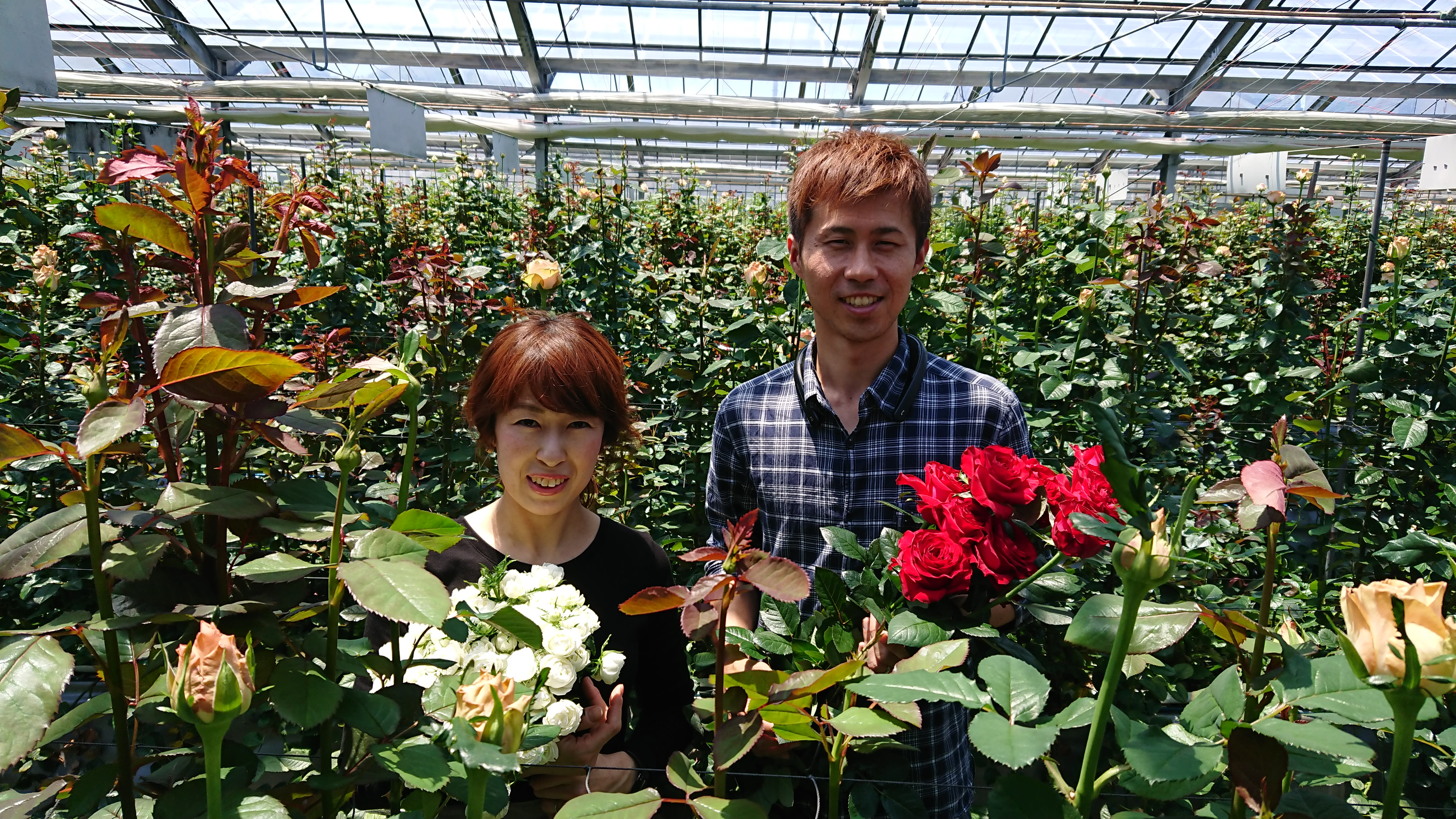 田中バラ園 田中慎一さん 農家漁師から産地直送の通販 ポケットマルシェ