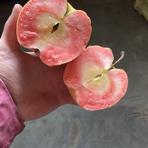 【限定4箱！】赤果肉りんご‼️【なかののきらめき】