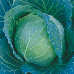 まずは生で食べて欲しい！みつシリーズキャベツ「ひめみつ」糖度8度前後の美味しい。