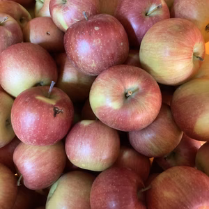 葉取らずシナノスイート　小玉訳あり5キロバラ詰め　ラフランスオマケ付き！