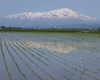 一粒一粒がいきている山形県の新品種”雪若丸”（特別栽培）おこし付き