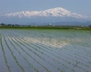 一粒一粒がいきている山形県の新品種”雪若丸”（特別栽培）おこし付き