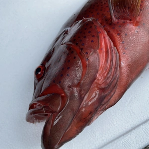 【魚突き】動画あり　スジアラ（アカジン）1.6kg 鱗、内臓処理済