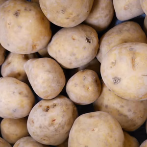 訳あり 有機ジャガイモ 4.5キロ 有機JAS認証済