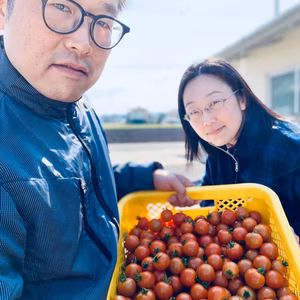 小さなフルティカトマト8パック入り