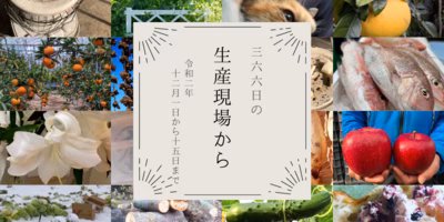 きゅうりの一本釣り! こんな偶然あるんだね😳12月前半の生産現場から
