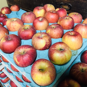 【数量限定】外品　リンゴ品種「高橋系ふじ」　20個　約5kg