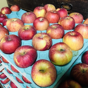 【数量限定】外品　リンゴ品種「高橋系ふじ」　20個　約5kg