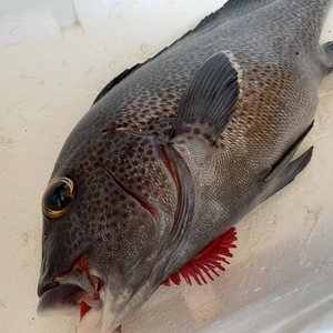 【魚突き】アジアコショウダイ1.6kg 鱗、下処理済み