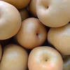 今が！！旬の梨3kg【訳あり】