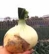 畑から直送　淡路島産大玉玉ねぎ　5㌔