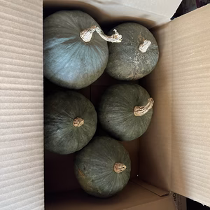 自然栽培 東京南瓜