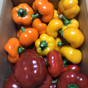 山形県産フルーツパプリカ1ｋｇ