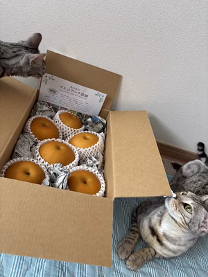 みんなの投稿の画像