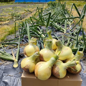 甘くてジューシー新玉ねぎ　4キロ