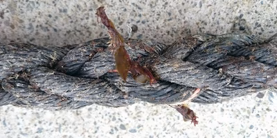 わかめは３cmの種からはじまる。