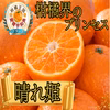 【柑橘界のロイヤルプリンセス】清見×オレンジの気品『はれひめ』お試し約1㎏