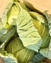 渥美半島 新鮮！やわらか春キャベツ 