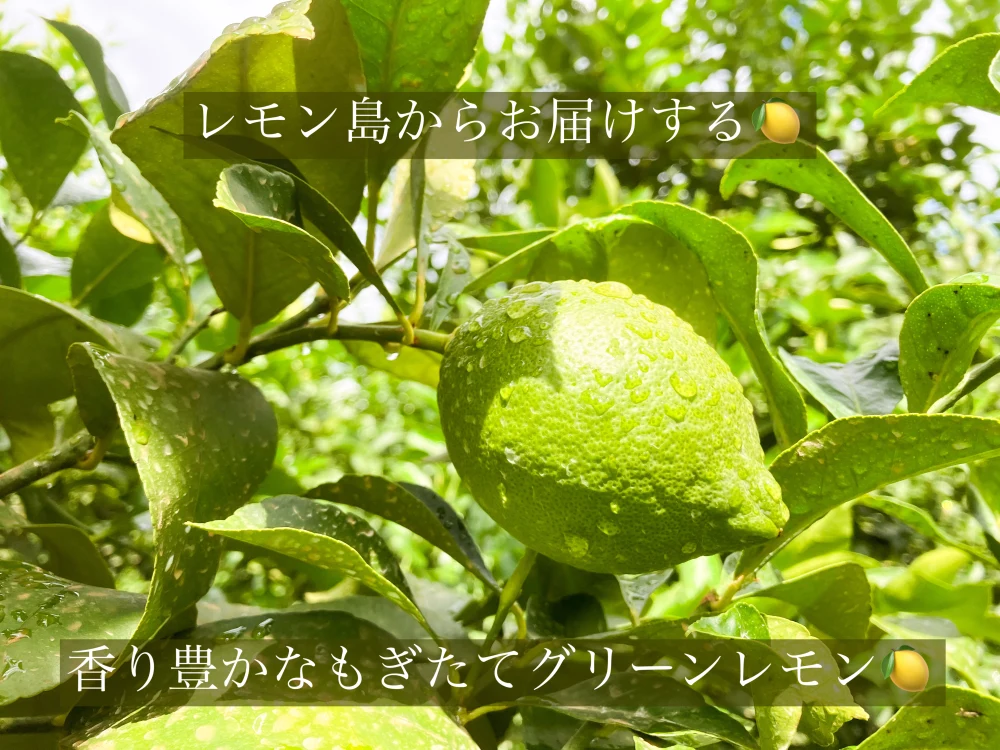 レモン島からお届け♪皮までレモン】除草剤、化学的な肥料農薬不使用